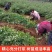 连翘苗