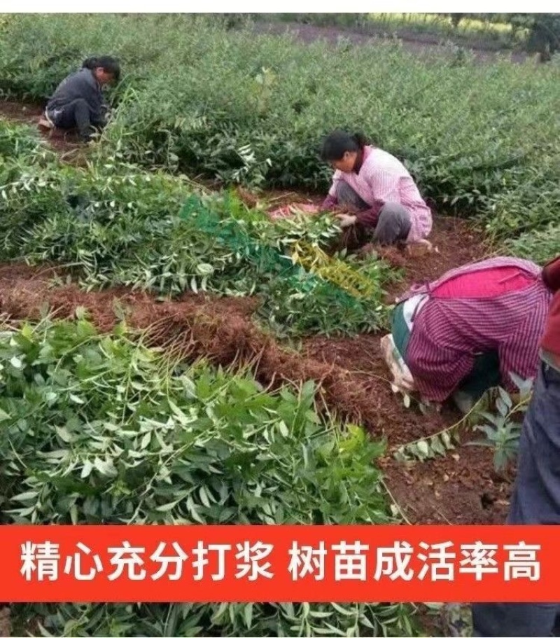连翘苗