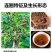连翘苗