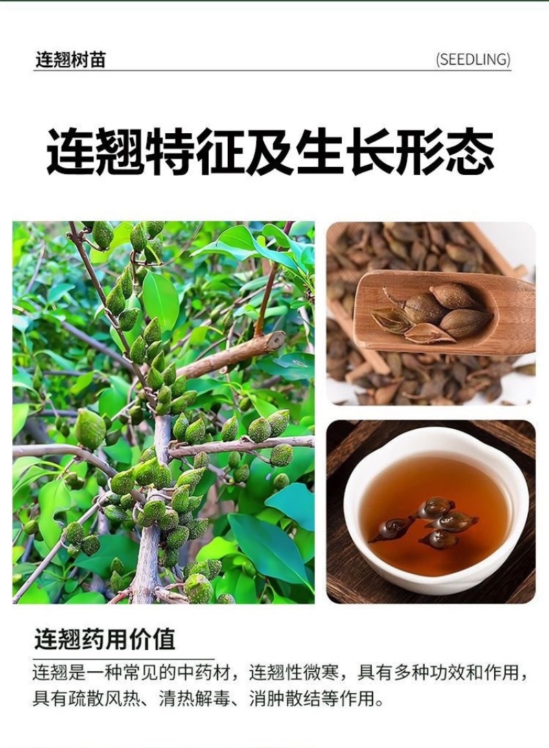 连翘苗