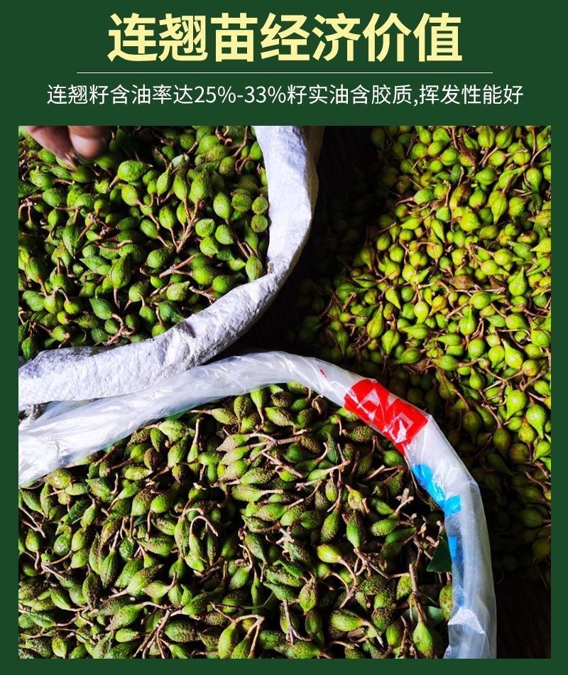 连翘苗
