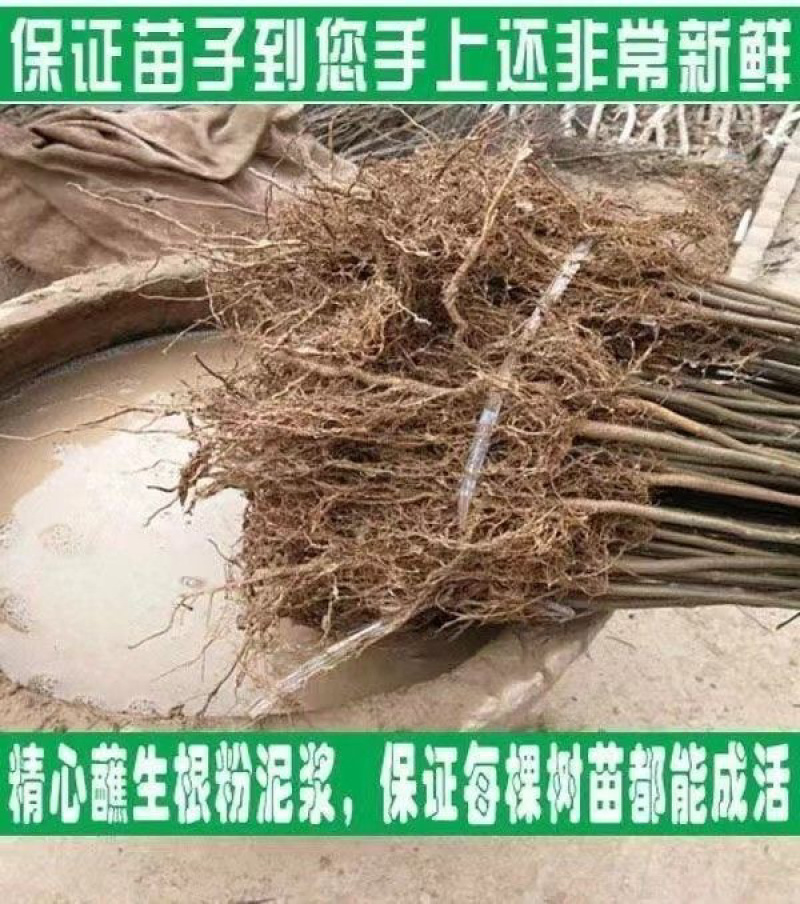 连翘苗