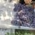 精品巨峰葡萄已上市，口感超甜，纯沙土，需要的老板看过来