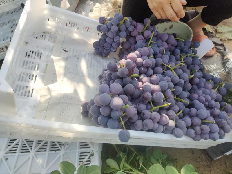 精品巨峰葡萄已上市，口感超甜，纯沙土，需要的老板看过来
