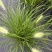 水生植物观草类小兔子狼尾草规格:1加伦，量大，价格美丽