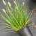 水生植物观草类小兔子狼尾草规格:1加伦，量大，价格美丽