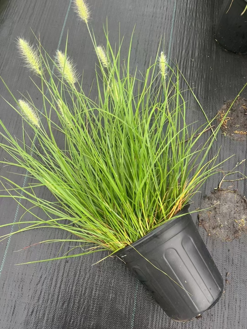 水生植物观草类小兔子狼尾草规格:1加伦，量大，价格美丽