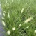 水生植物观草类小兔子狼尾草规格:1加伦，量大，价格美丽