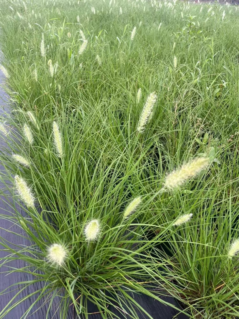 水生植物观草类小兔子狼尾草规格:1加伦，量大，价格美丽