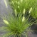 水生植物观草类小兔子狼尾草规格:1加伦，量大，价格美丽