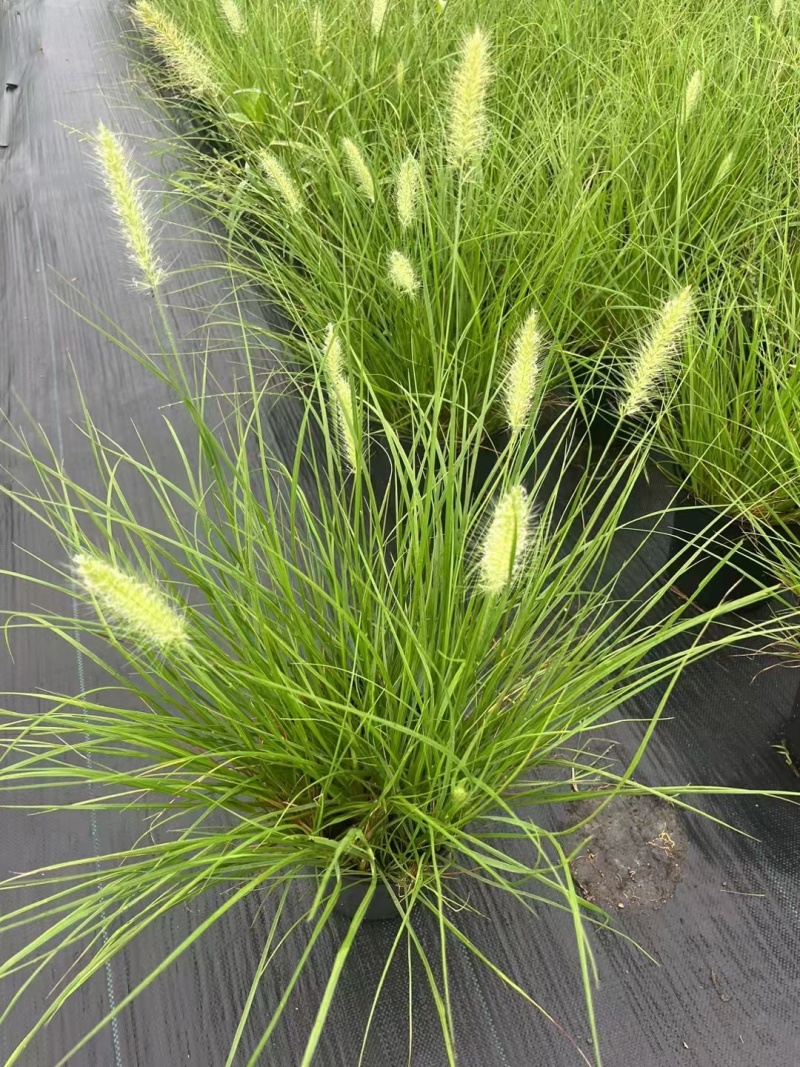 水生植物观草类小兔子狼尾草规格:1加伦，量大，价格美丽