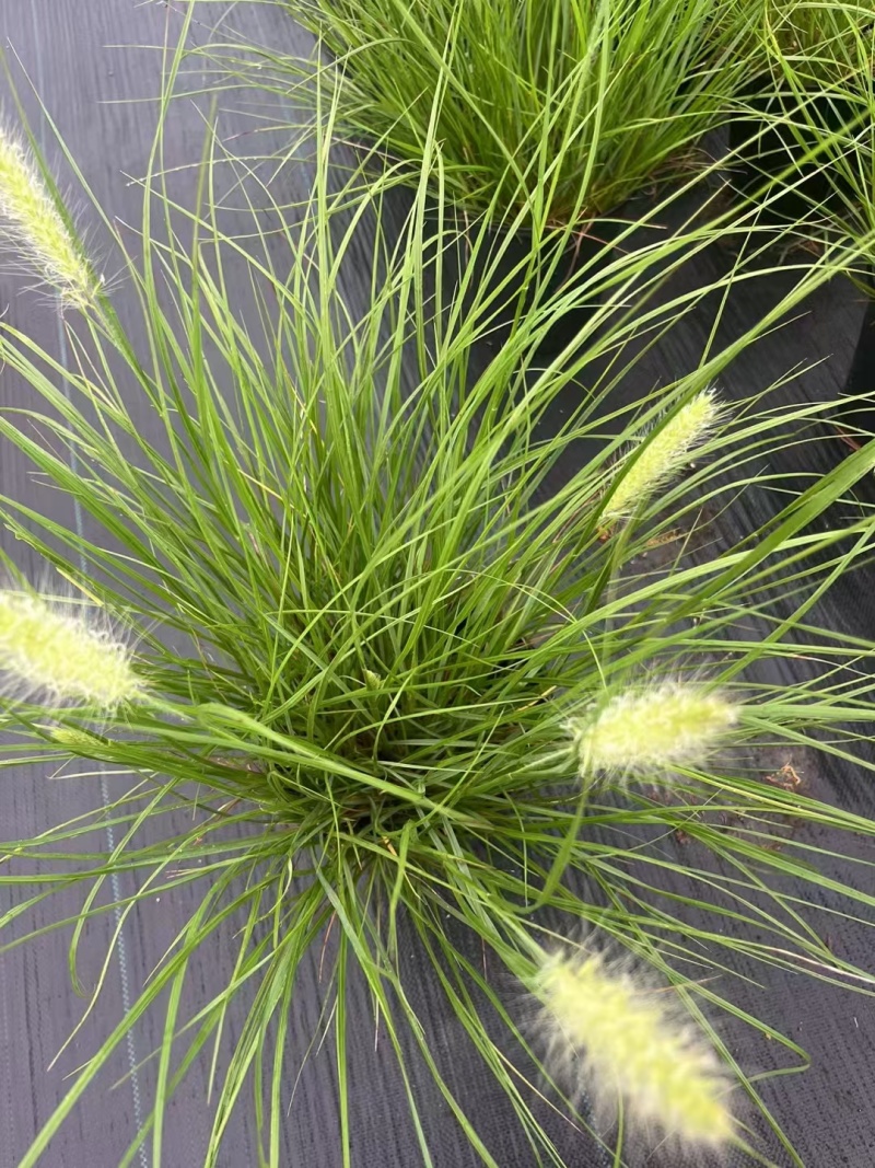 水生植物观草类小兔子狼尾草规格:1加伦，量大，价格美丽