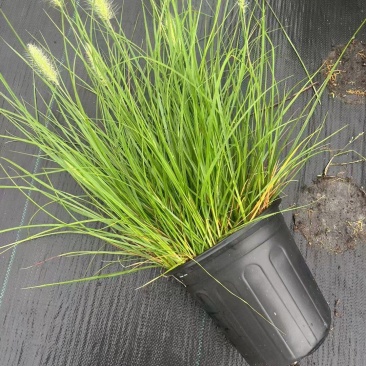 水生植物观草类小兔子狼尾草规格:1加伦，量大，价格美丽