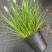 水生植物观草类小兔子狼尾草规格:1加伦，量大，价格美丽