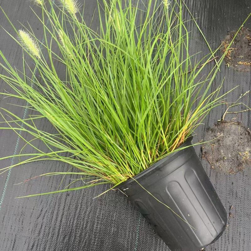 水生植物观草类小兔子狼尾草规格:1加伦，量大，价格美丽