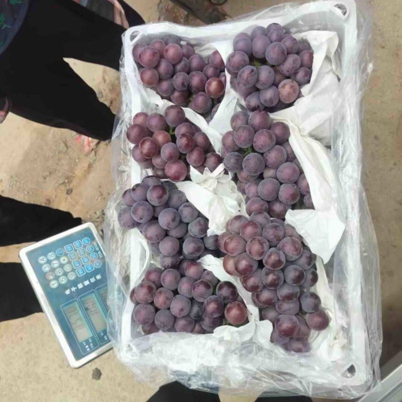乒乓球藤稔葡萄大球河北精品葡萄