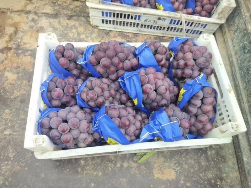 乒乓球藤稔葡萄大球河北精品葡萄