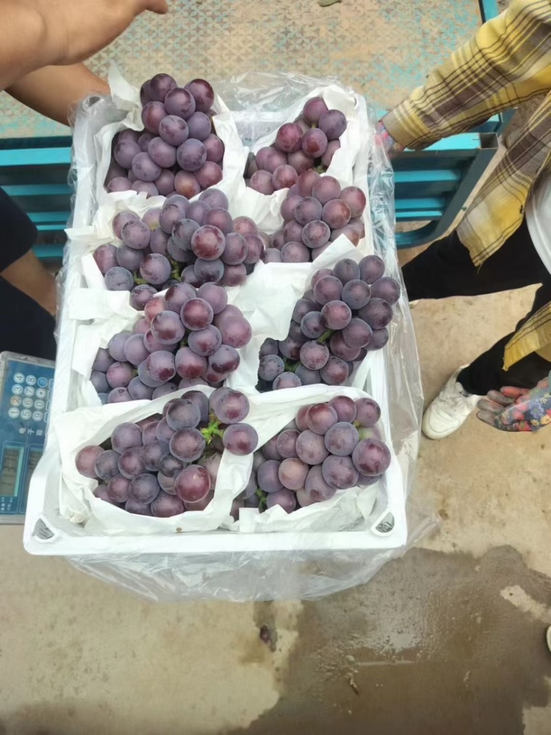 乒乓球藤稔葡萄大球河北精品葡萄