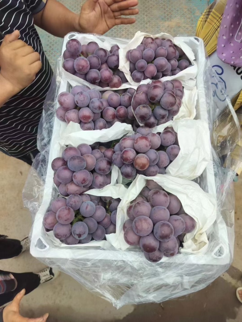 乒乓球藤稔葡萄大球河北精品葡萄