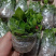 牡丹吊兰大盆栽带花苞四季垂吊植物室内阳台花卉