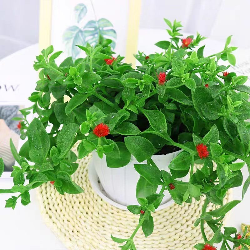 牡丹吊兰大盆栽带花苞四季垂吊植物室内阳台花卉