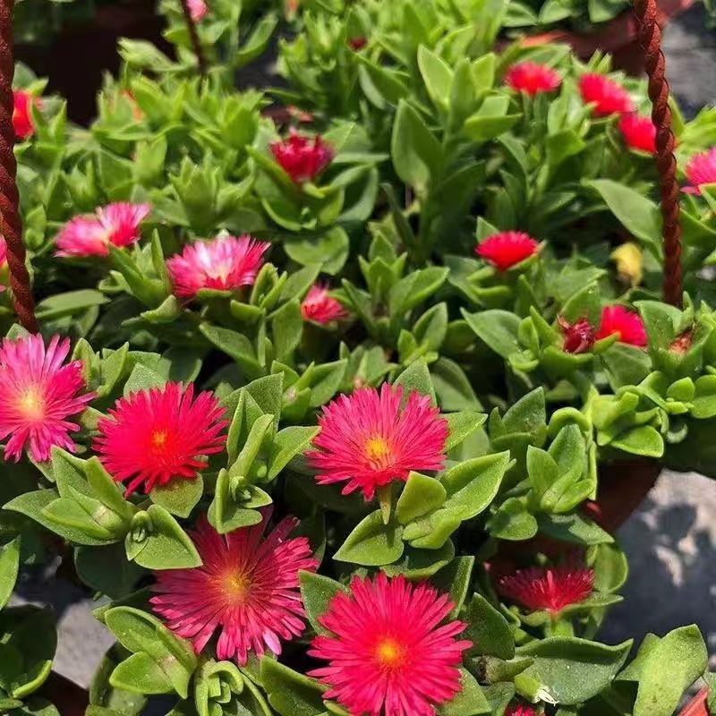 牡丹吊兰大盆栽带花苞四季垂吊植物室内阳台花卉