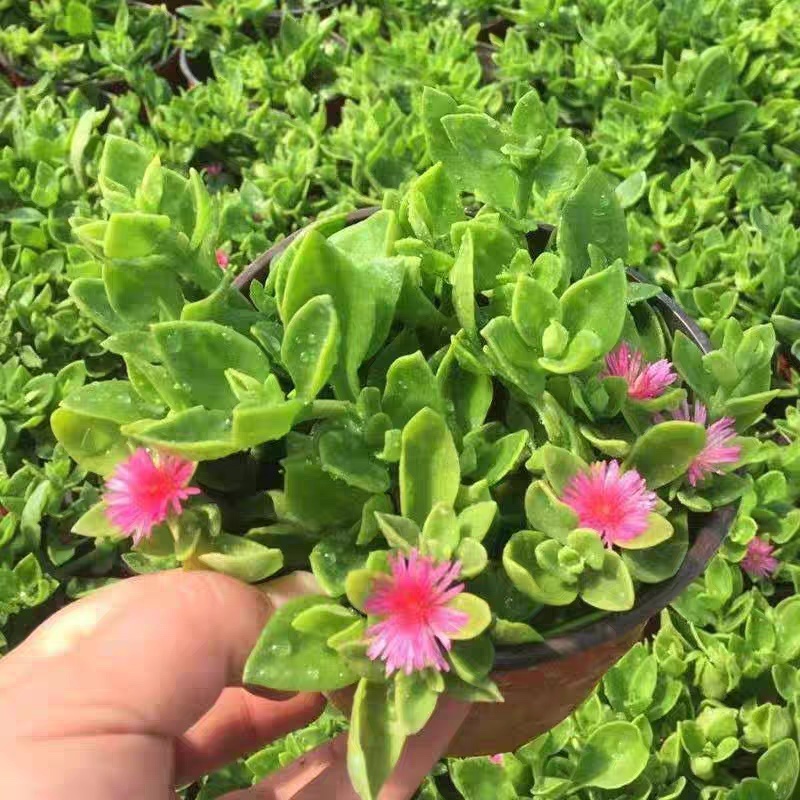 牡丹吊兰大盆栽带花苞四季垂吊植物室内阳台花卉