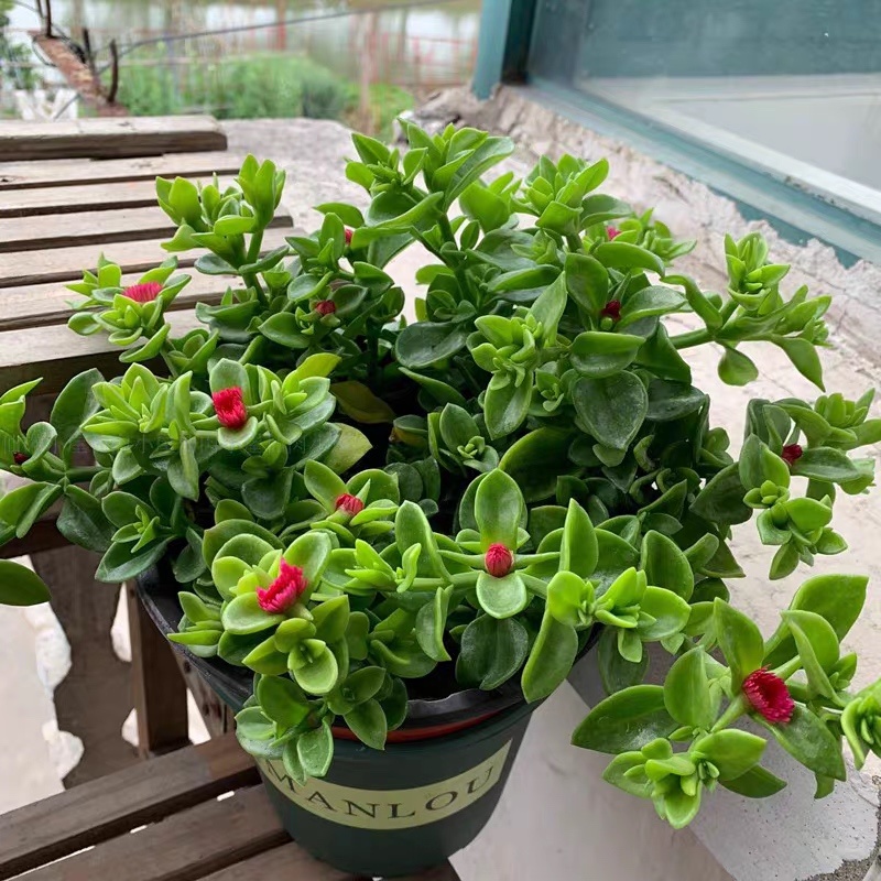 牡丹吊兰大盆栽带花苞四季垂吊植物室内阳台花卉