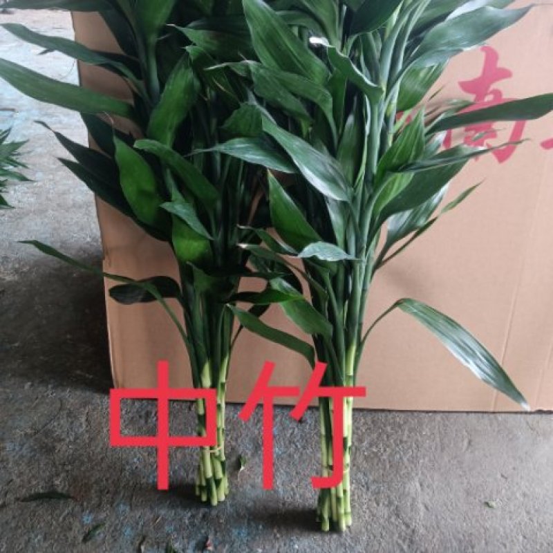 海南富贵竹基地批发零售大量有货可视频看货