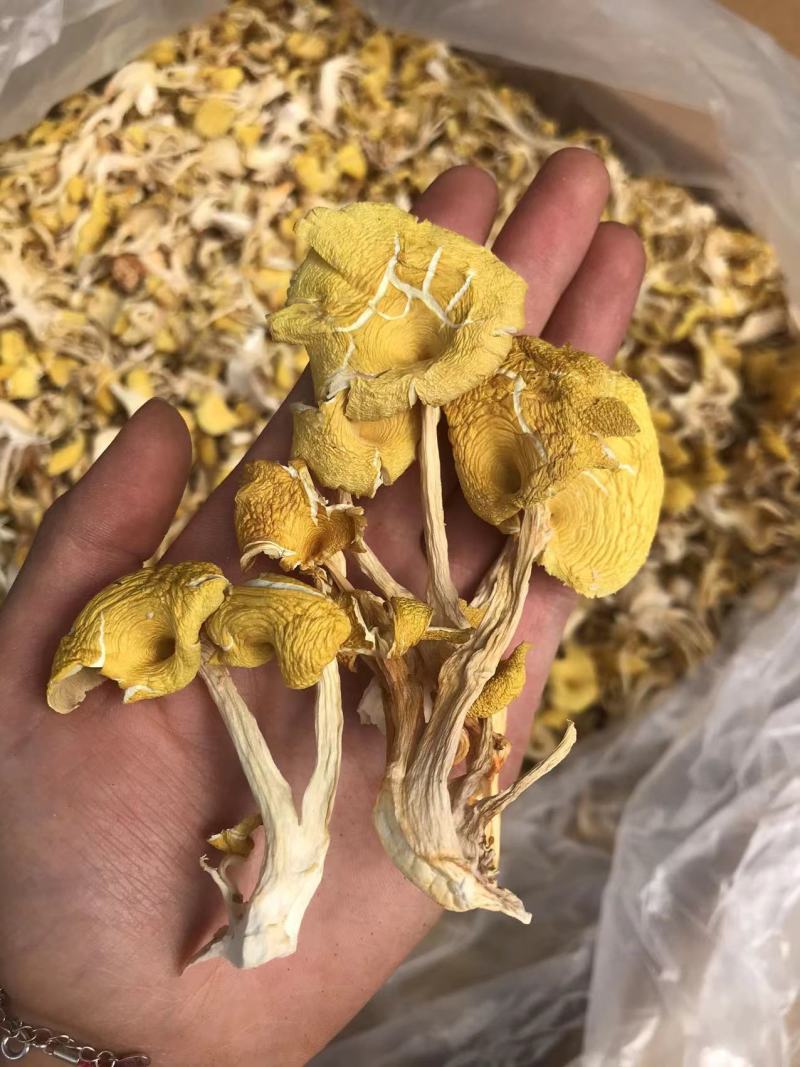 鸡油菌一手货源价格便宜