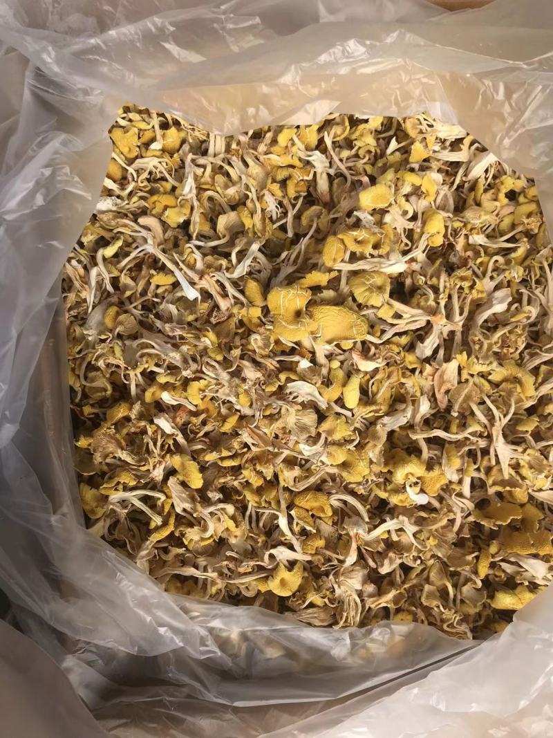 鸡油菌一手货源价格便宜