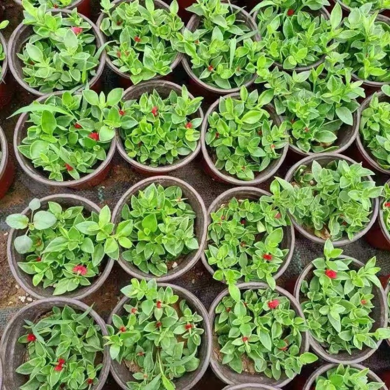 牡丹吊兰大盆栽带花苞四季垂吊植物室内阳台花卉