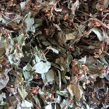 鱼腥草