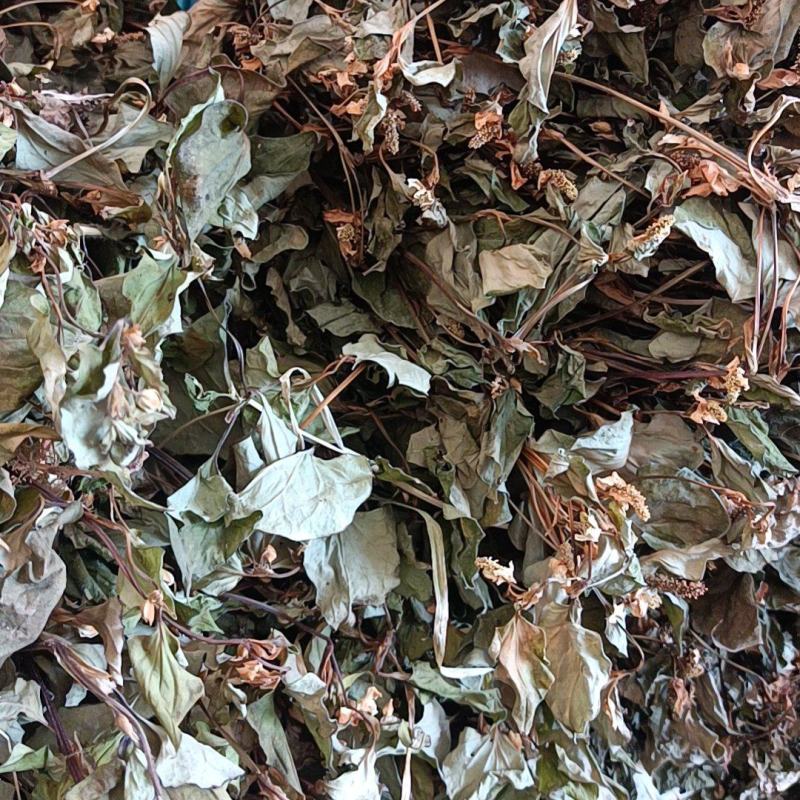 鱼腥草