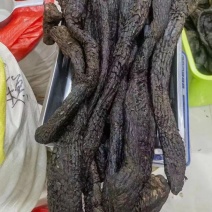 肉苁蓉硬肉苁蓉软肉苁蓉