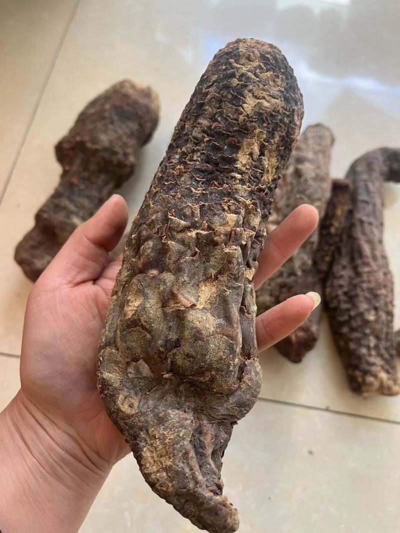 肉苁蓉硬肉苁蓉软肉苁蓉