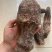 肉苁蓉硬肉苁蓉软肉苁蓉