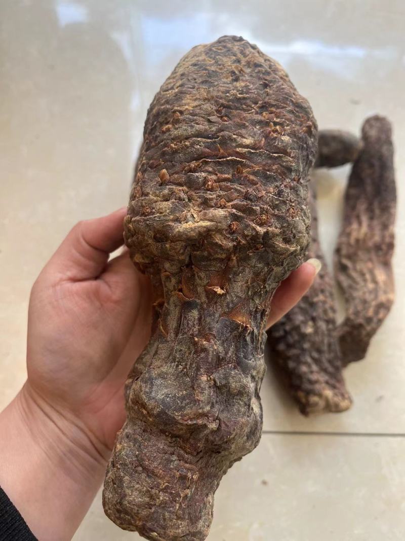 肉苁蓉硬肉苁蓉软肉苁蓉