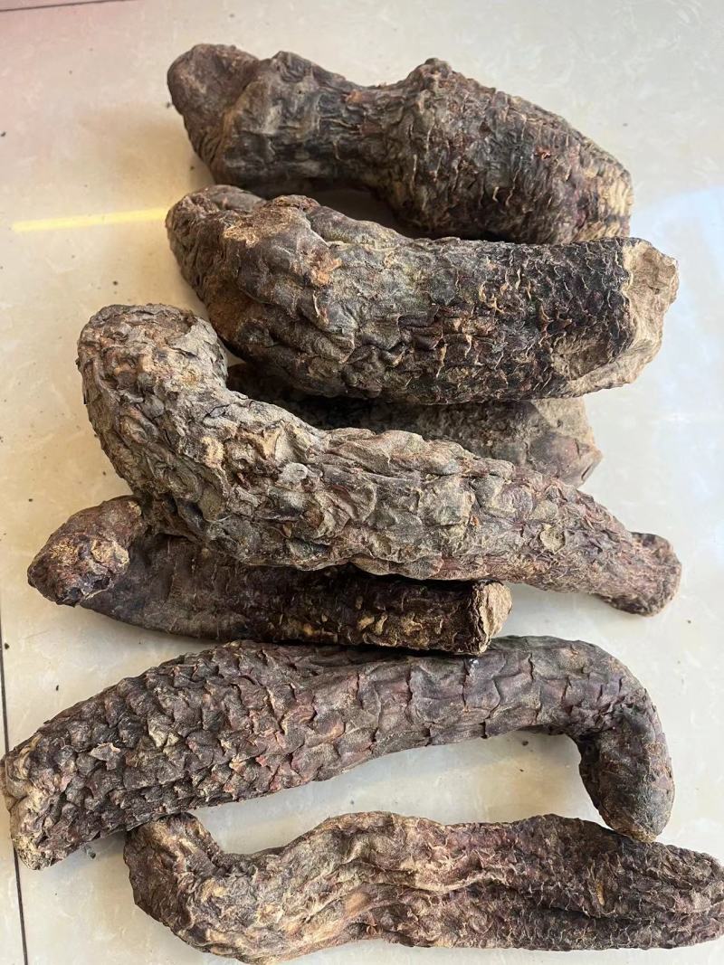 肉苁蓉硬肉苁蓉软肉苁蓉