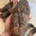 肉苁蓉硬肉苁蓉软肉苁蓉