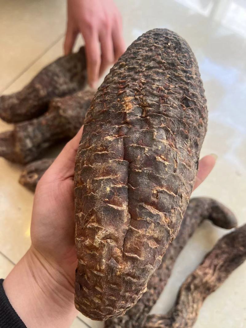 肉苁蓉硬肉苁蓉软肉苁蓉