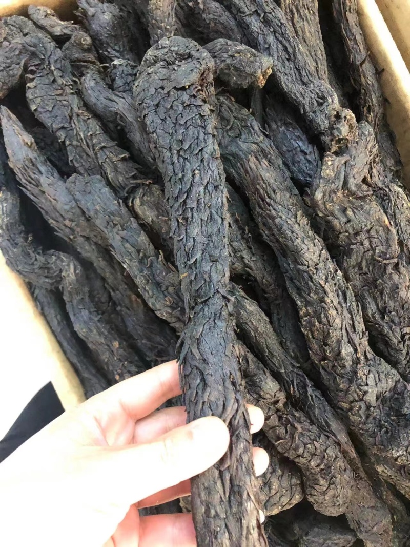 肉苁蓉硬肉苁蓉软肉苁蓉