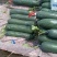 基地黑皮吊冬瓜欢迎各位客商下单