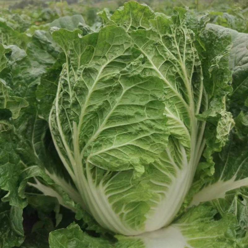 云南黄心大白菜大量上市，货源充足，代发全国，需要联系