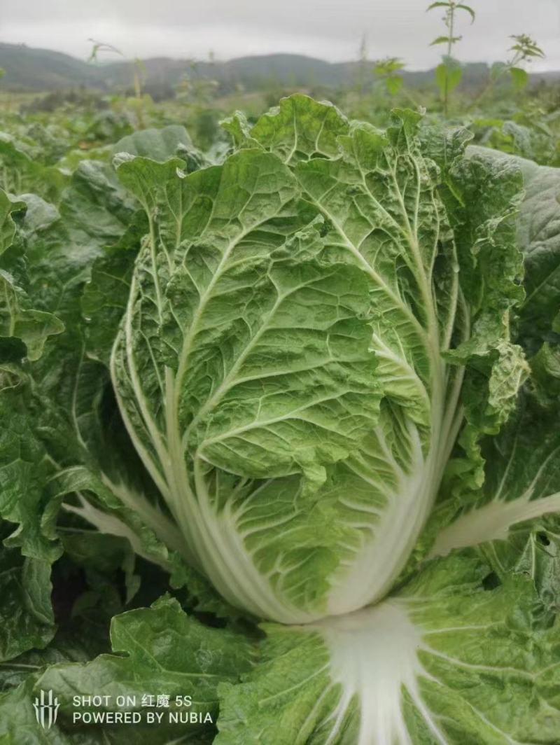 云南黄心大白菜大量上市，货源充足，代发全国，需要联系