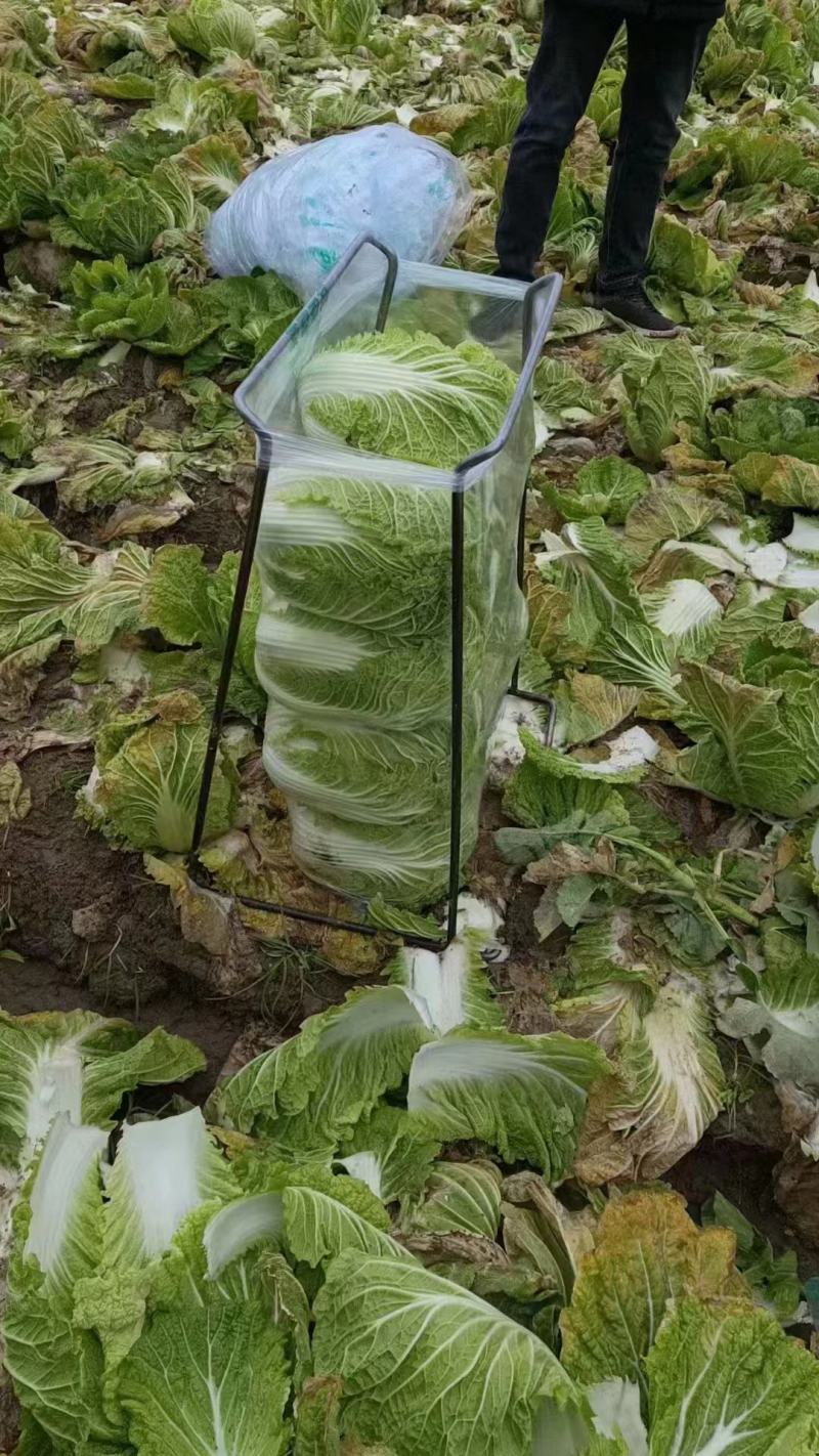 云南黄心大白菜大量上市，货源充足，代发全国，需要联系