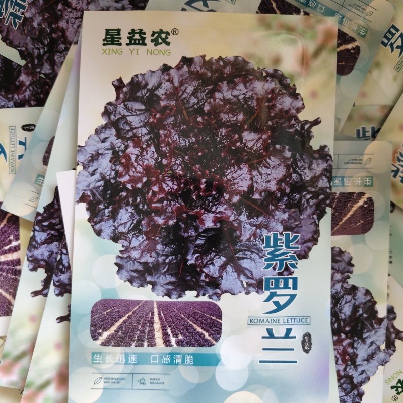 天禧紫罗兰保健菜种子营养蔬菜种子紫红色菜籽种四季生菜种子