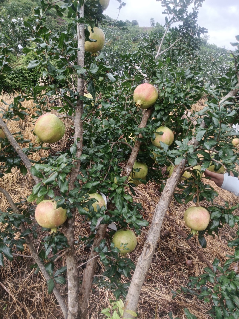 今日份石榴成色，20号以后上市