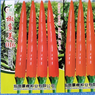 耐寒单生大果朝天椒早熟抗病不早衰厂家发货