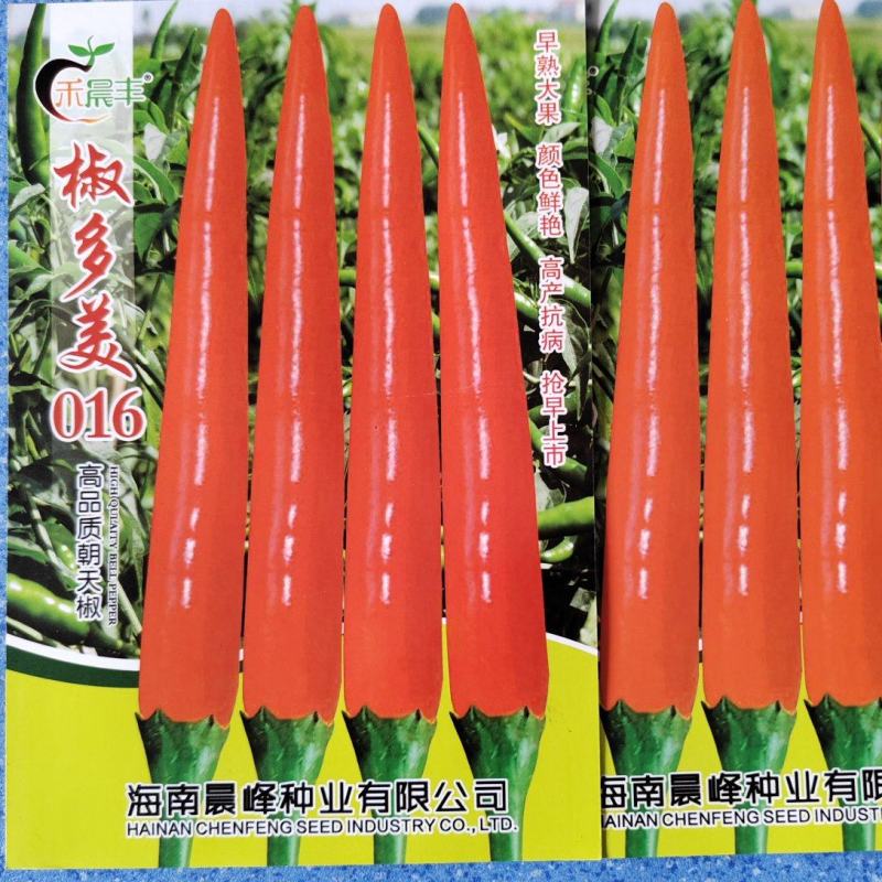 耐寒单生大果朝天椒早熟抗病不早衰厂家发货